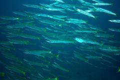 Sphyraena flavicauda