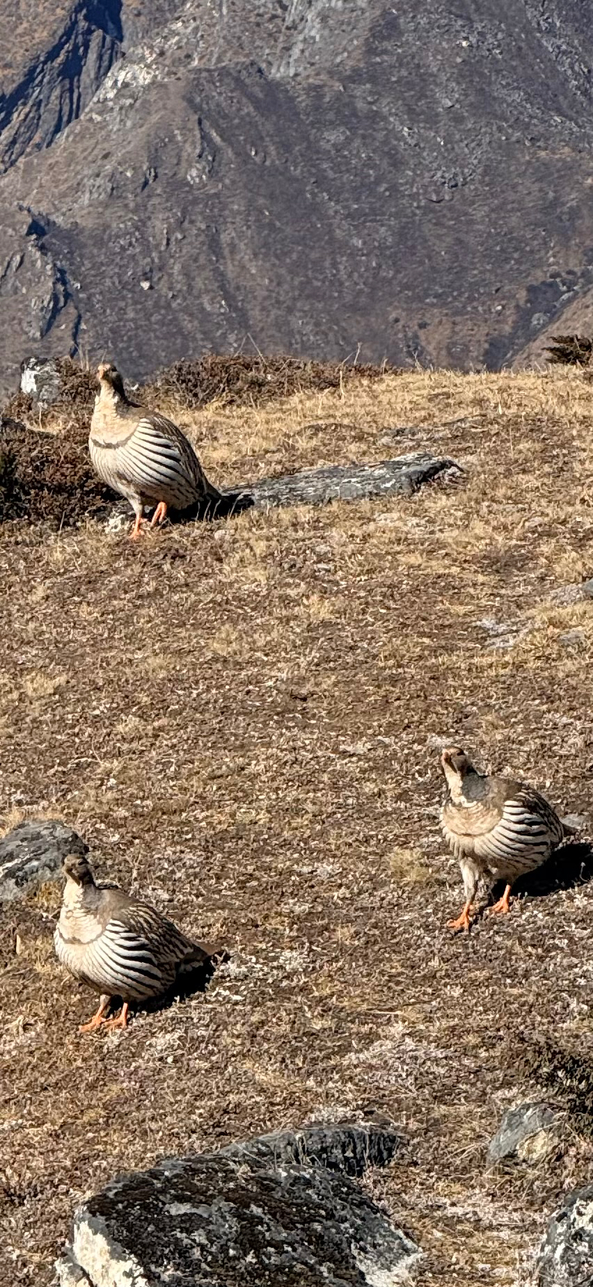 Tibetan Snowcock (Tetraogallus tibetanus), photo 6
