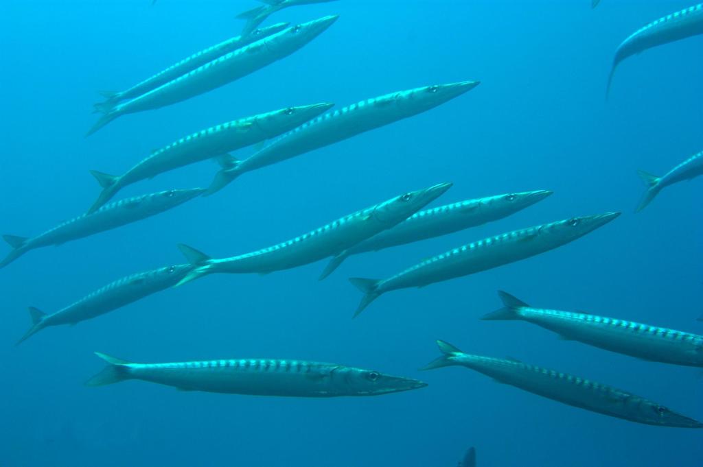 Lucas barracuda (Sphyraena lucasana) — Sphyraenidae