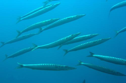 Lucas barracuda (Sphyraena lucasana) — Sphyraenidae
