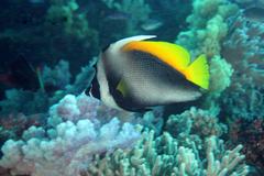 Heniochus singularius