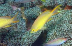 Pseudanthias huchtii