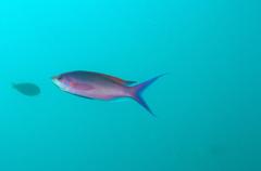 Mirolabrichthys pascalus