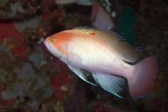 Pseudanthias hypselosoma