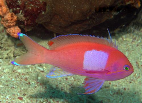 Squarespot Anthias — seen at this dive site