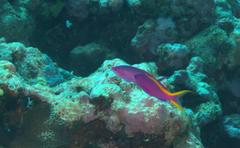 Mirolabrichthys tuka