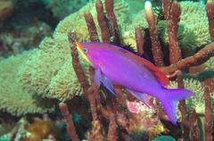 Mirolabrichthys tuka