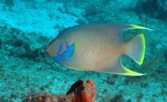 Holacanthus bermudensis