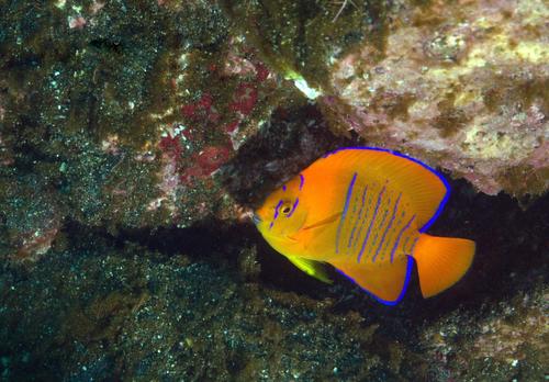 Clarión Angelfish