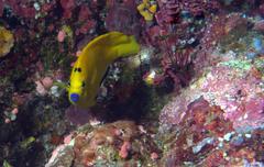 Apolemichthys trimaculatus