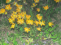 Anthyllis vulneraria alpestris