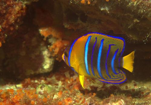 King Angelfish