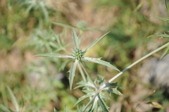Eryngium macrocalyx