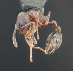 Cardiocondyla mauritanica