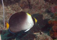 Chaetodontoplus mesoleucus