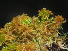 Sphagnum subsecundum