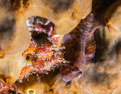 Parablennius intermedius