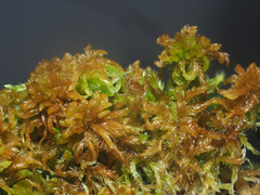 Sphagnum subsecundum