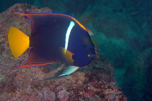 King Angelfish