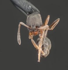 Cardiocondyla mauritanica