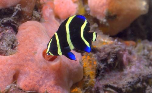 Grey Angelfish
