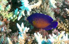 Centropyge bispinosa