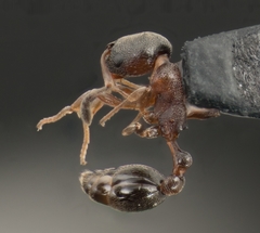 Cardiocondyla mauritanica