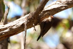 Climacteris erythrops