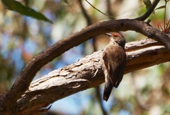 Climacteris erythrops