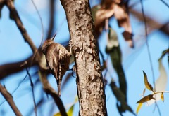 Climacteris erythrops