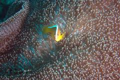 Amphiprion sandaracinos