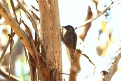 Climacteris erythrops