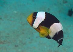 Amphiprion polymnus