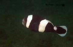 Amphiprion polymnus