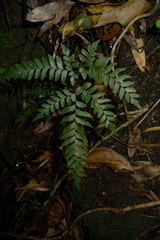 Adiantum fulvum