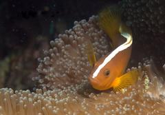 Amphiprion sandaracinos