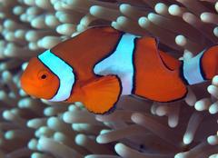 Amphiprion percula