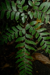 Adiantum fulvum