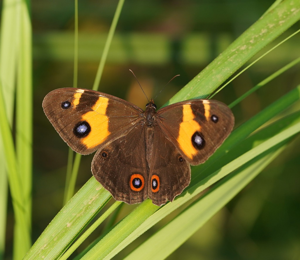 Swordgrass Brown