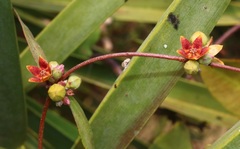 Hemidesmus indicus