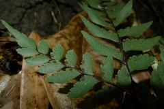 Adiantum fulvum