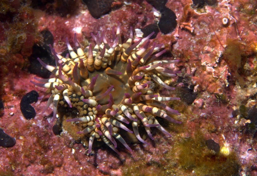 Cortez Sea Anemone