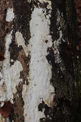 Gloeoporus pannocinctus