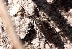 Turneromyia