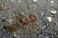 Ceriantheopsis americanus