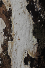 Gloeoporus pannocinctus