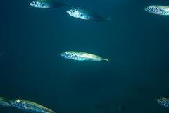 Trachurus symmetricus