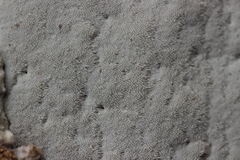 Gloeoporus pannocinctus