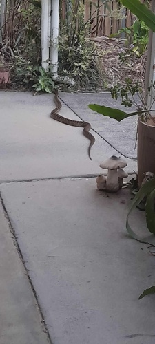 Australian Scrub Python sighting