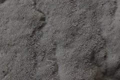 Gloeoporus pannocinctus